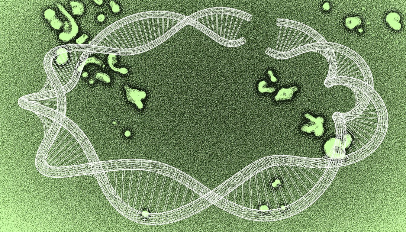Mitochondrial DNA mutations accumulating in aged tissue cells, monochrome transmission electron micrograph, cristae detail visible