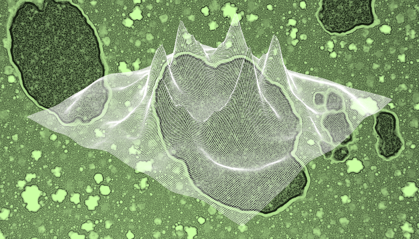 Pancreatic beta cells and hepatocytes during postprandial glucose metabolism, phase-contrast illumination, single-hue amber stain, mitochondrial cristae detail